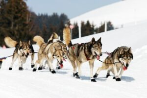 El mágico paseo en Trineos de Huskies